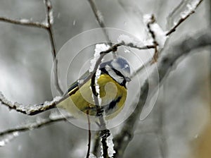 Bluetit perched in the snow