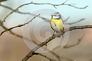 Bluetit perched in tree