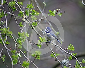 A bluetit perched in a tree in the woods