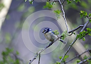 A bluetit perched in a tree in the woods