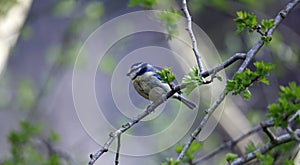 A bluetit perched in a tree in the woods