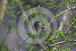 A bluetit perched in a tree in the woods