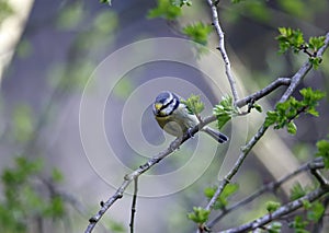 A bluetit perched in a tree in the woods