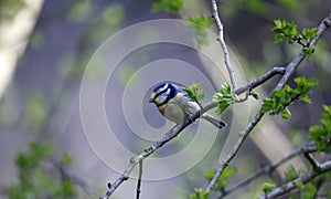 A bluetit perched in a tree in the woods
