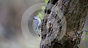 A bluetit perched in a tree in the woods