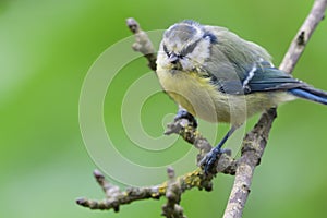 Bluetit perching on a branch