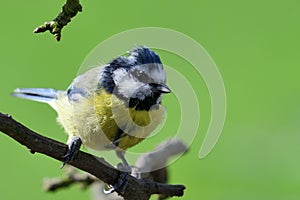 Bluetit perching on a branch