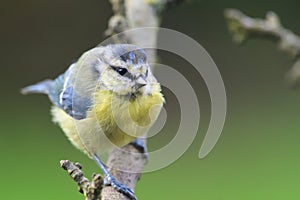 Bluetit perching on a branch