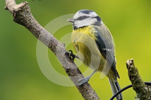 Bluetit perching on a branch