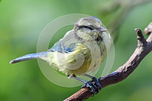 Bluetit perching on a branch