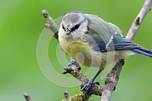Bluetit perching on a branch