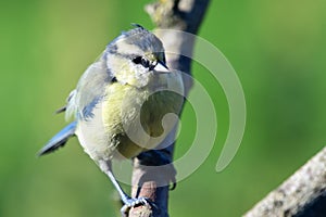 Bluetit perching on a branch