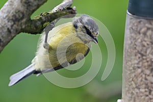 Bluetit perching on a branch