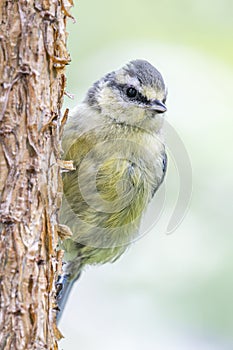 Bluetit perching with Yellow Underside