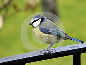 Bluetit on the rail