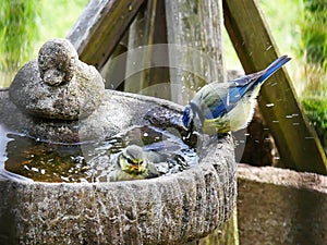 Bluetit`s bathtime