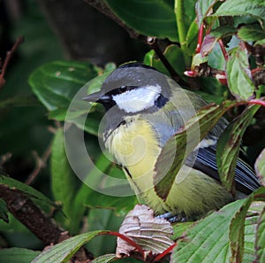 Bluetit, shy, hiding