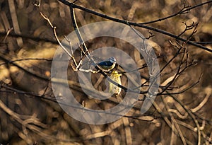 A bluetit sits on a tree in spring next to bird food, winter feeding