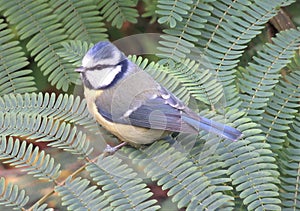 The bluetit sitting on ferns and waiting for the catch.