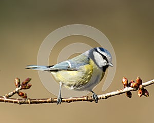 Bluetit in spring time (Parus caeruleus)