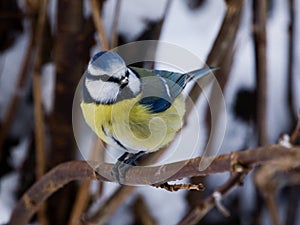 Bluetit on a twig