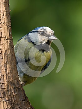 Bluetit on vertical branch