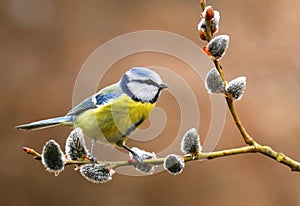 Bluetit on willow branch