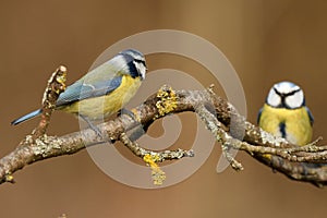 Bluetits birds arguing on tree branch.