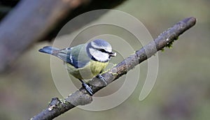 Bluetits perched on a branch in the woods