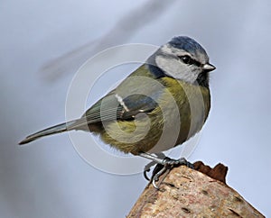 Bluetits perched on a branch in the woods