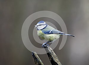 Bluetits perched on a log in the woods