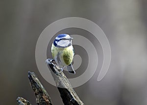 Bluetits perched on a log in the woods