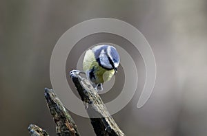 Bluetits perched on a log in the woods