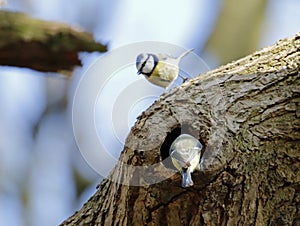 Bluetits perched at their nest hole