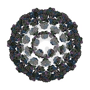 Bluetongue Virus (BTV)