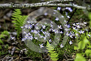 Bluets - Quaker Ladies in the forest