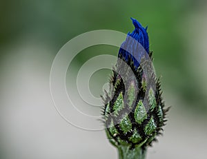 Bluett bluebottle bud in the morning sun