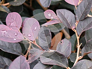 Blueviolet leaves with raindrops