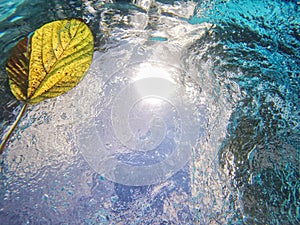 Bluewater in pool or sea with a yellow leaf