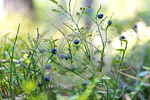 Bluewberry bush in woods