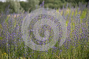 Viper`s bugloss, Echium vulgare, purple-blue flowering spikes natural habitat photo