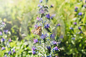 Blueweed or viper& x27;s bugloss, Echium vulgare. Bloom in wild