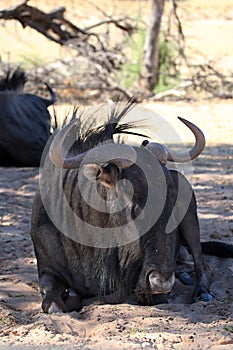 The Bluewidbeest Connochaetes taurinus has calmly rest in the shade.