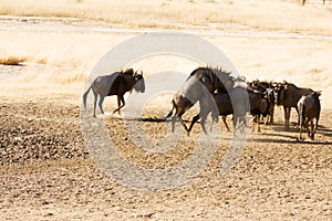 Bluewildebeest mating in the Kgalagadi