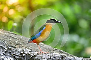 Bluewingedpitta a kind of bird that bird watchers pay attention because of the beautiful colors and its beautiful singing voice