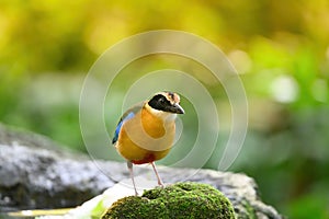 Bluewingedpitta a kind of bird that bird watchers pay attention because of the beautiful colors and its beautiful singing voice