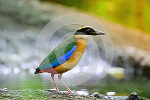 Bluewingedpitta a kind of bird that bird watchers pay attention because of the beautiful colors and its beautiful singing voice