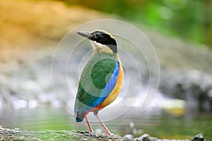 Bluewingedpitta a kind of bird that bird watchers pay attention because of the beautiful colors and its beautiful singing voice