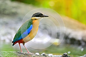 Bluewingedpitta a kind of bird that bird watchers pay attention because of the beautiful colors and its beautiful singing voice