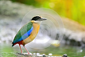 Bluewingedpitta a kind of bird that bird watchers pay attention because of the beautiful colors and its beautiful singing voice
